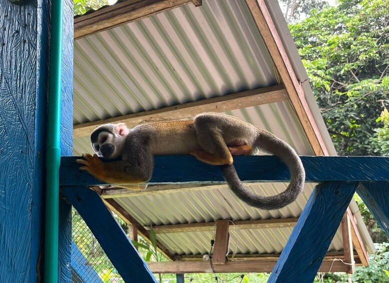 A monkey resting on a blue metal structure with a corrugated roof. 4