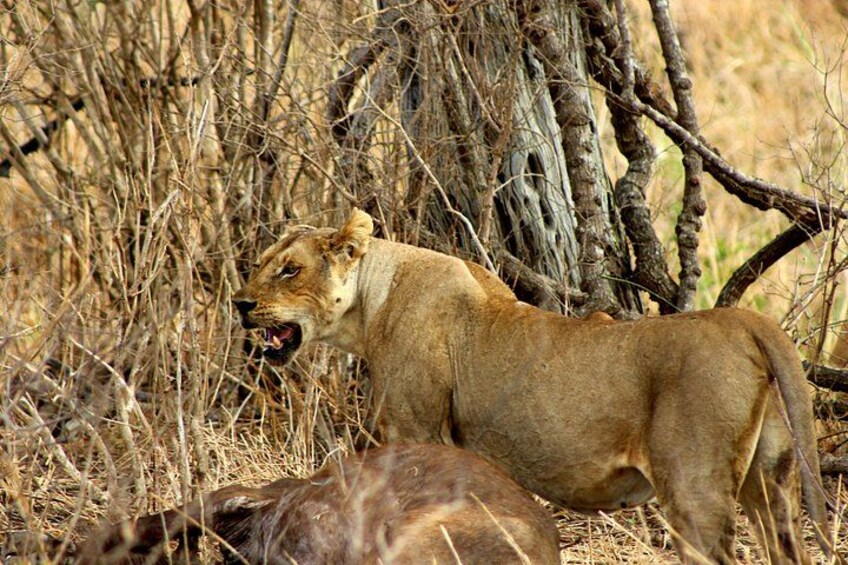A lioness in a natural setting with dry grass and trees. 5