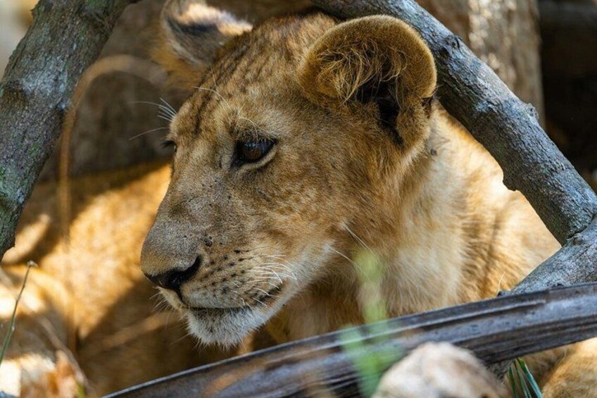 A lion resting in a naturalistic enclosure with trees and branches. 4
