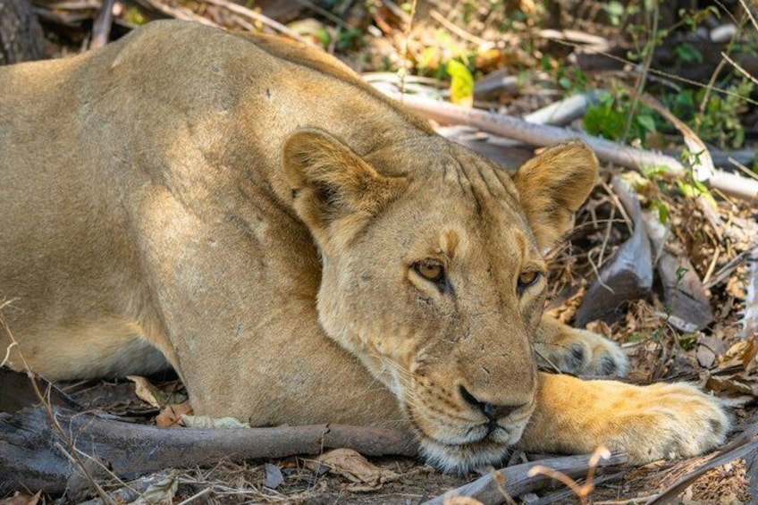 A lion resting on the ground with dry leaves and branches around. 2