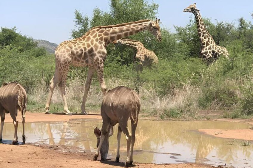 A watering hole with giraffes and elephants. 1