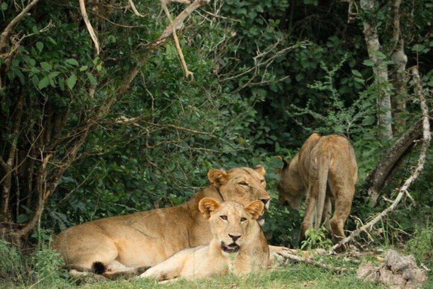 Two lions resting in a grassy area with dense foliage in the background. 5