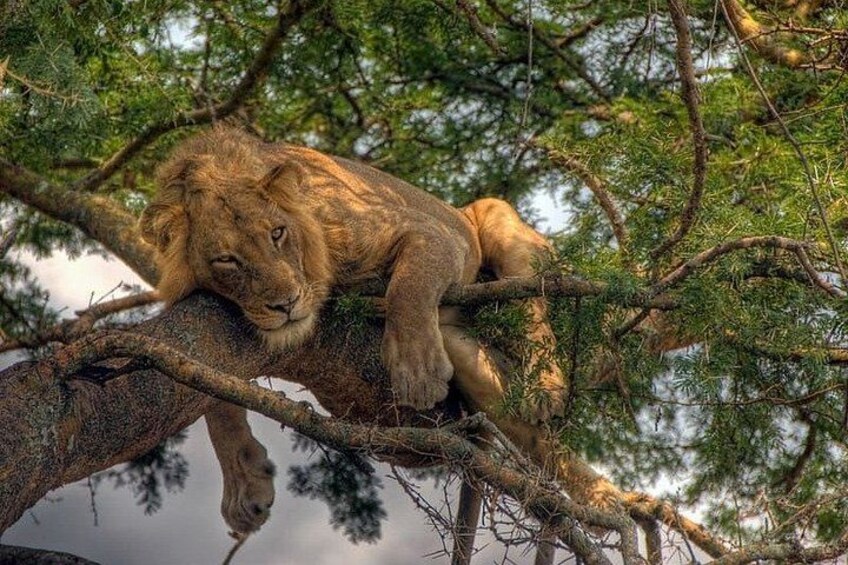 A lion resting on a tree branch. 1