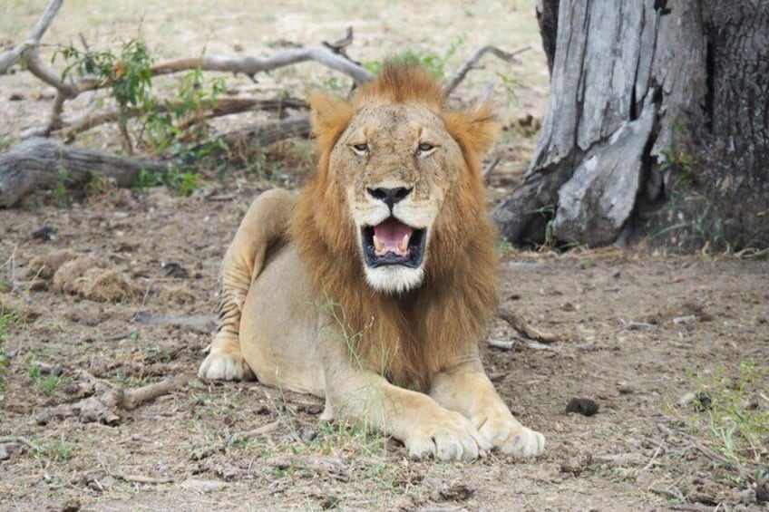 A lion lying on the ground with a tree trunk in the background. 3