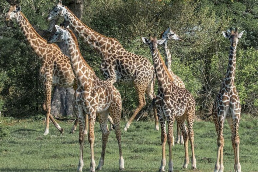 A group of giraffes in a grassy field with trees in the background. 4