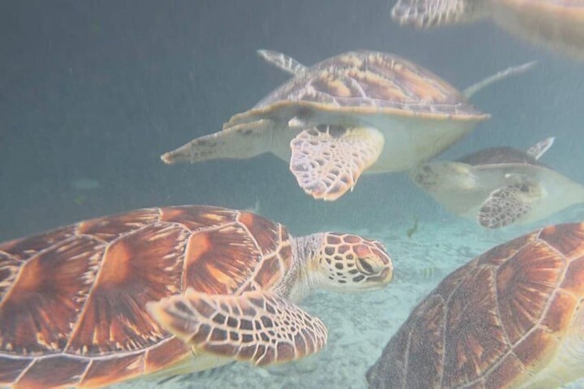 Zanzibar Dolphin Tour, Jozani Forest & Salaam Cave with Transfer 5