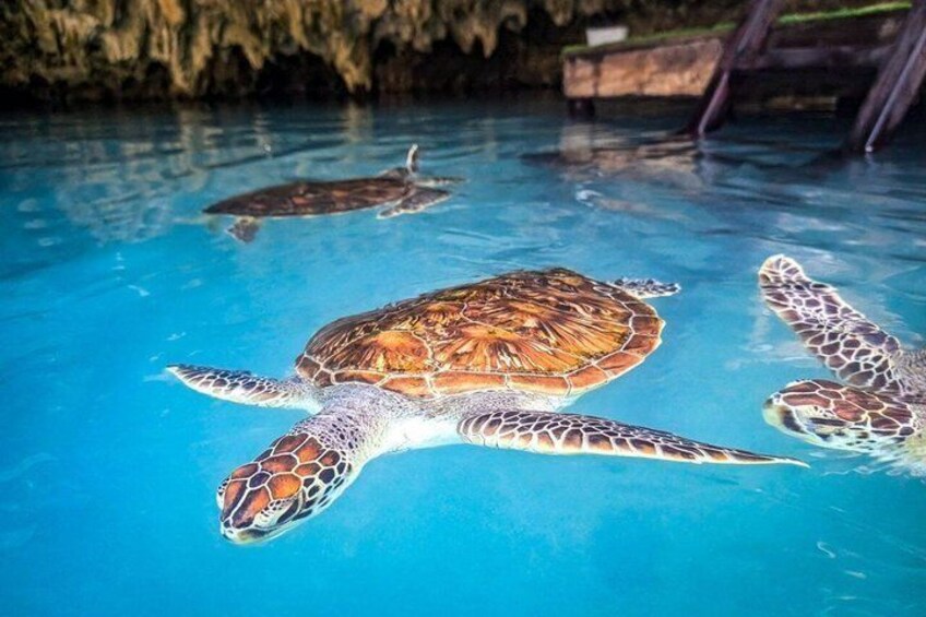 A sea turtle swimming in a clear blue pool with a rocky cave in the background. 4