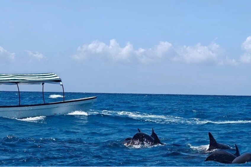 A boat with a striped canopy, dolphins swimming in the ocean, and a clear blue sky. 3