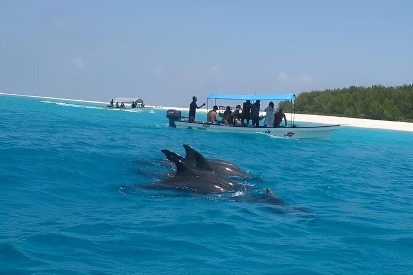 A dolphin swimming near a boat with people on it. 3