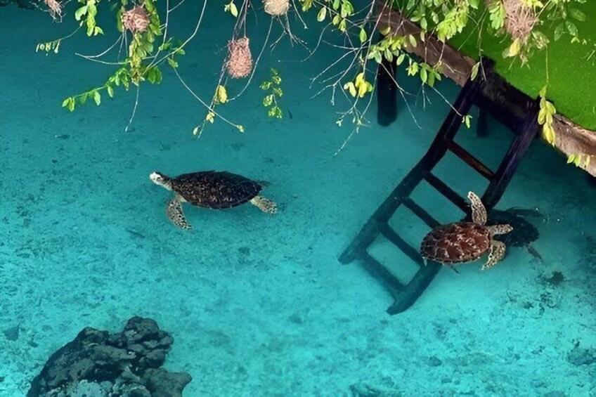 Two sea turtles swimming near a ladder and a tree with hanging plants. 2