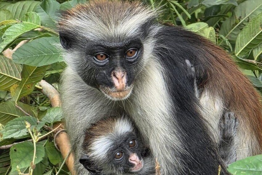 Zanzibar Dolphin Tour, Jozani Forest & Salaam Cave with Transfer 1