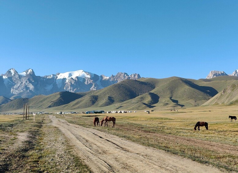 A dirt road with horses grazing in a grassy field, mountains in the background, and a clear blue sky. 4