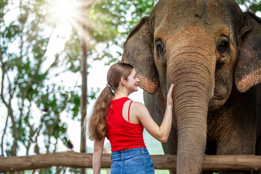 A person interacting with an elephant. 2