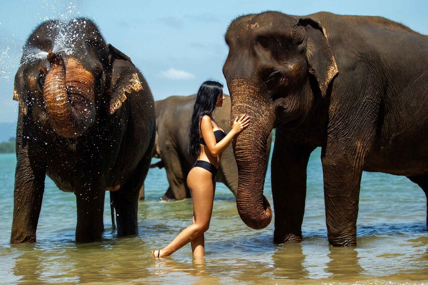 A person interacting with elephants in a body of water. 1