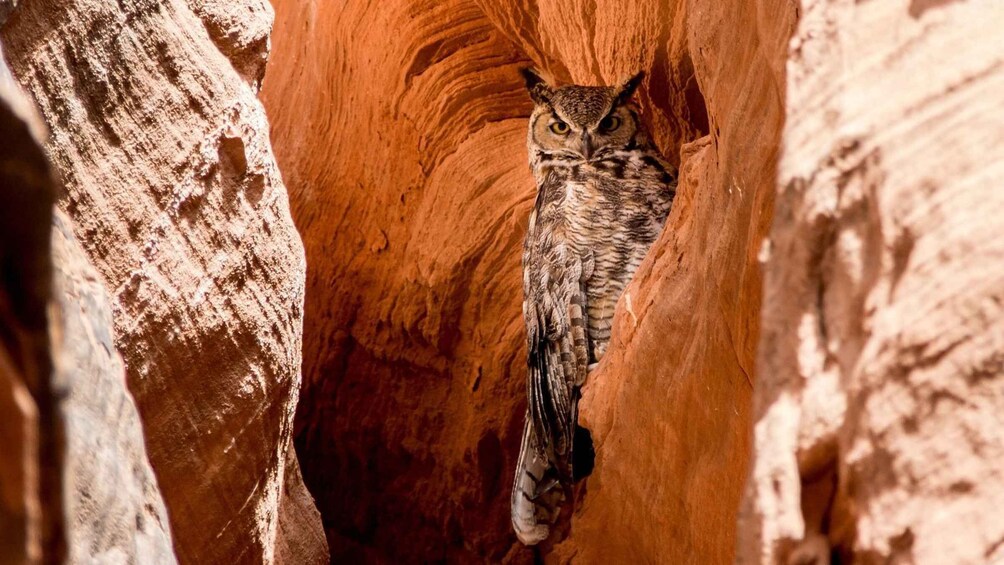 An owl perched in a narrow canyon. 1