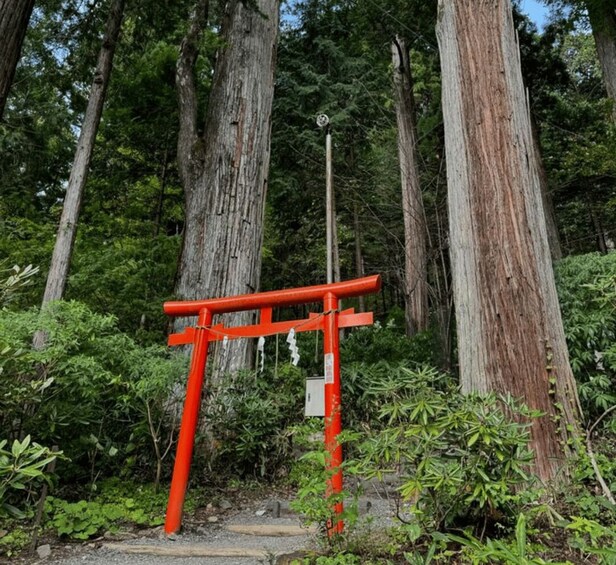 A red torii gate in a forested area with tall trees and dense underbrush. 3