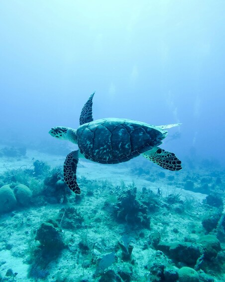 A sea turtle swimming underwater with coral and marine plants. 1