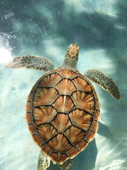 A sea turtle swimming underwater. 5