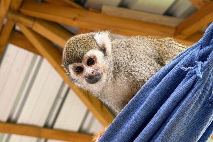A lemur perched on a blue hammock. 4