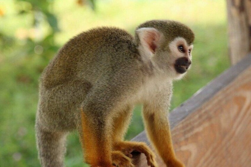 A monkey on a wooden structure with a green background. 3