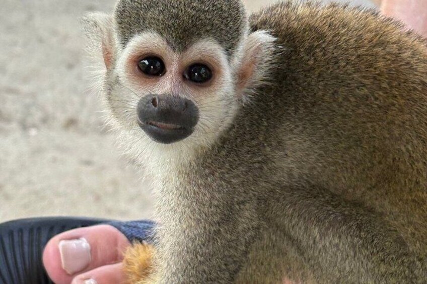 A close-up of a monkey with a grey and brown fur coat, sitting on a person's lap. 2