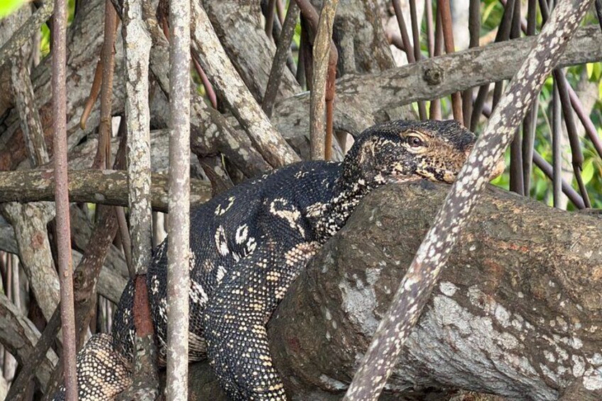 A lizard on a branch in a dense, tangled forest. 2