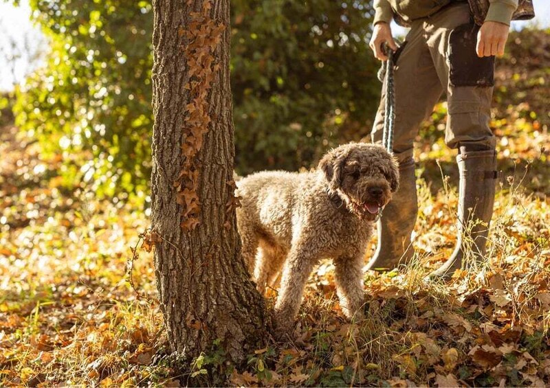 A dog standing next to a tree in a wooded area. 5