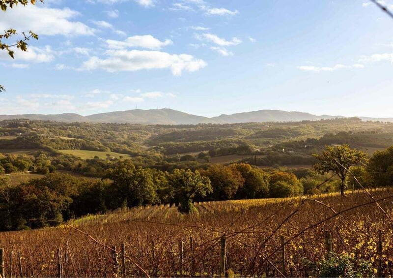 A vineyard with rows of grapevines, rolling hills, and distant mountains under a clear sky. 2