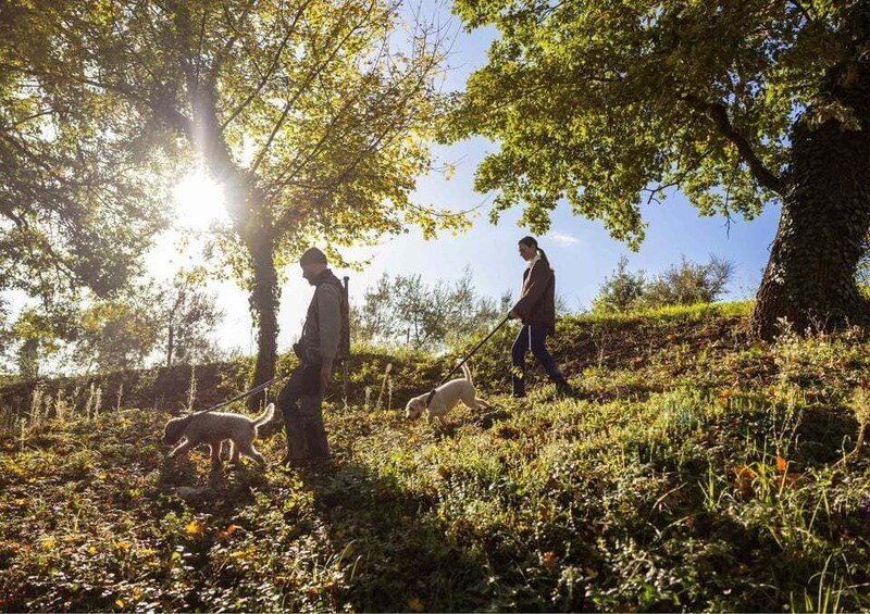 A person walking a dog on a grassy hill with trees and sunlight. 4
