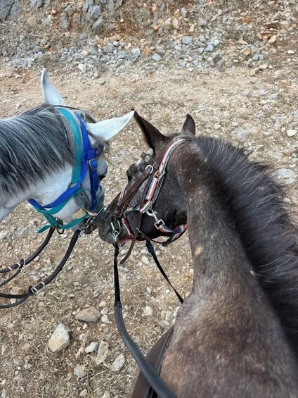 Two horses with bridles, tied together, on a rocky ground. 3