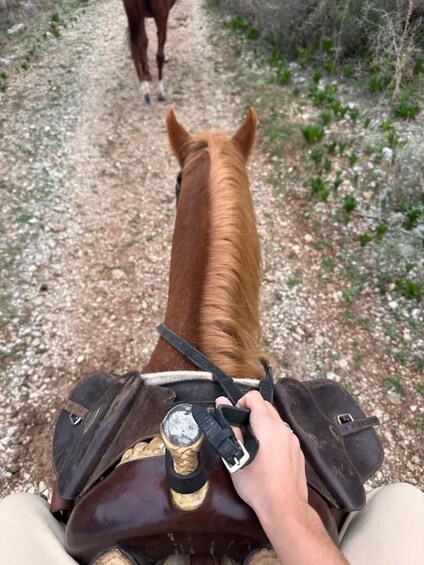 A person riding a horse on a gravel path with greenery on the sides. 5