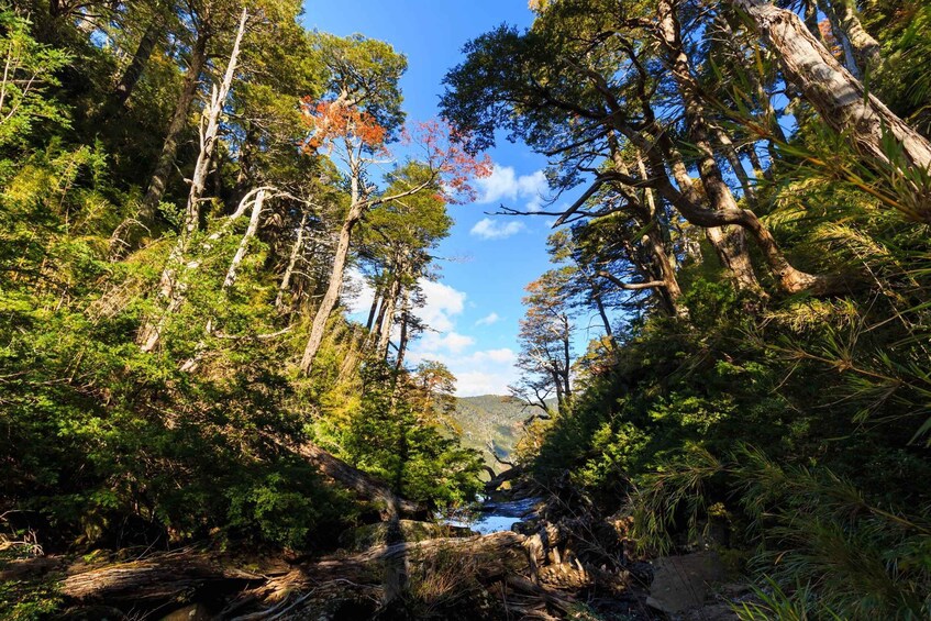 A dense forest with tall trees and a clear blue sky. 2