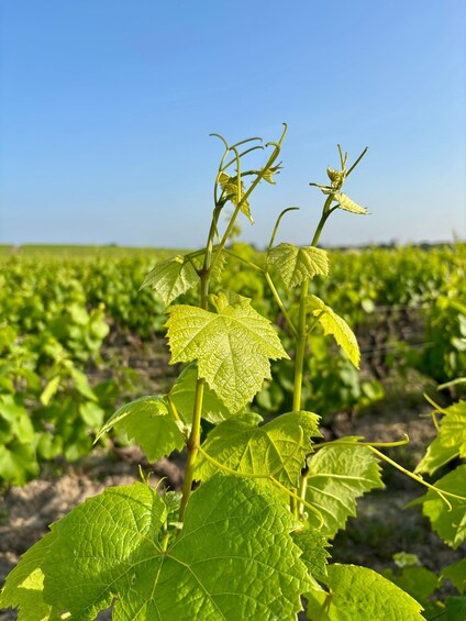 A vineyard with rows of grapevines under a clear sky. 2