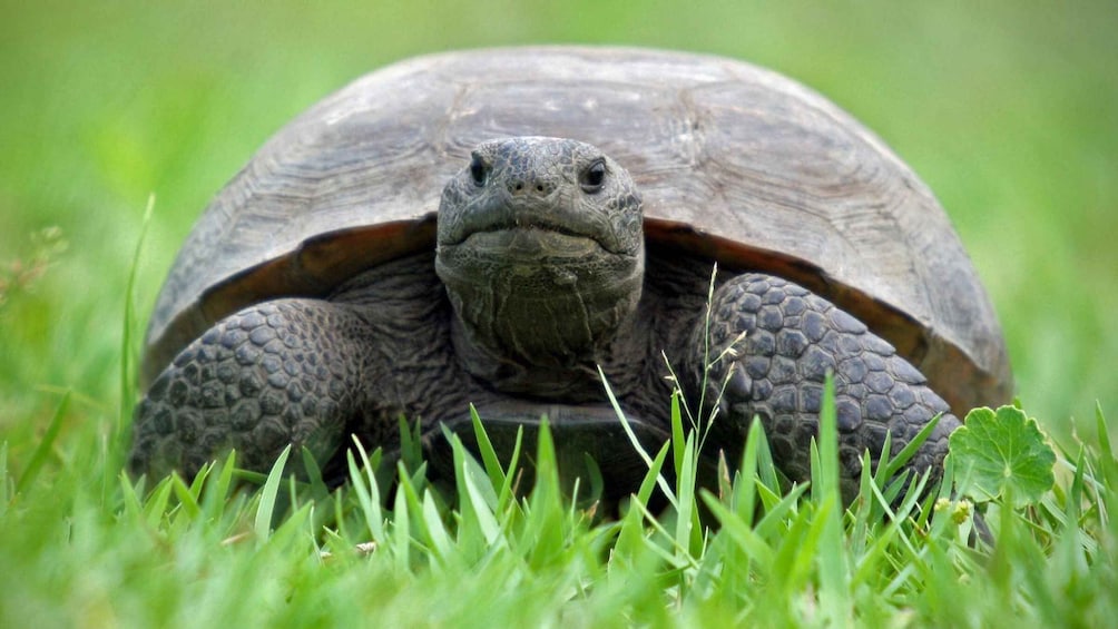 Une tortue sur l’herbe verte. 2