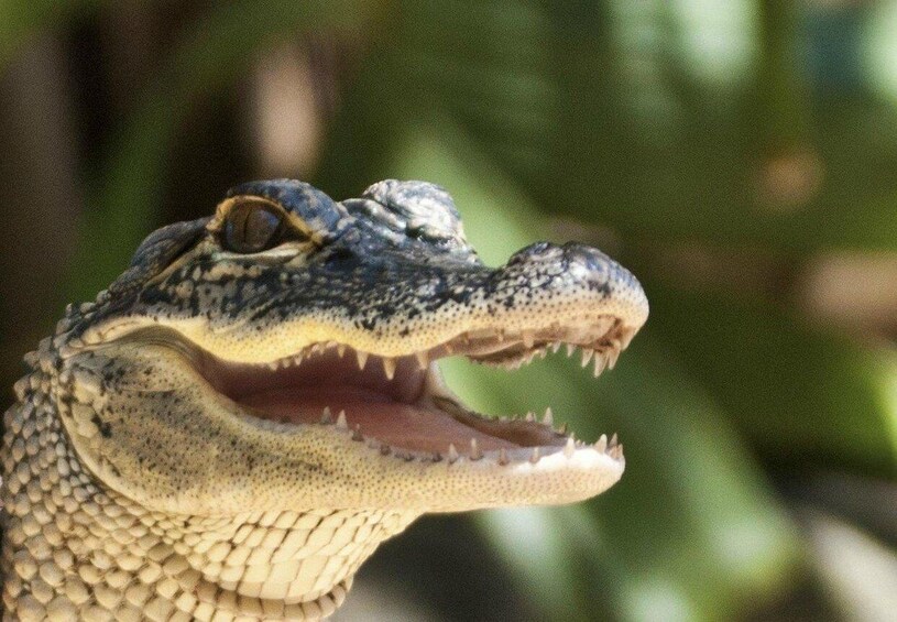 Un gros plan de la tête d’un crocodile, la gueule ouverte, révélant ses dents et ses yeux. 3