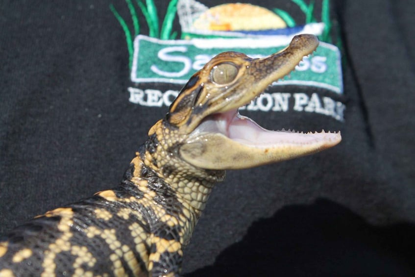Un gros plan d’un serpent, la gueule ouverte, laissant apparaître ses dents. 5