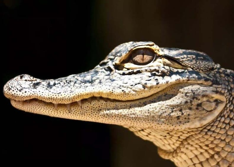 Un gros plan de la tête d’un reptile, mettant en évidence ses écailles détaillées et son œil proéminent. 4