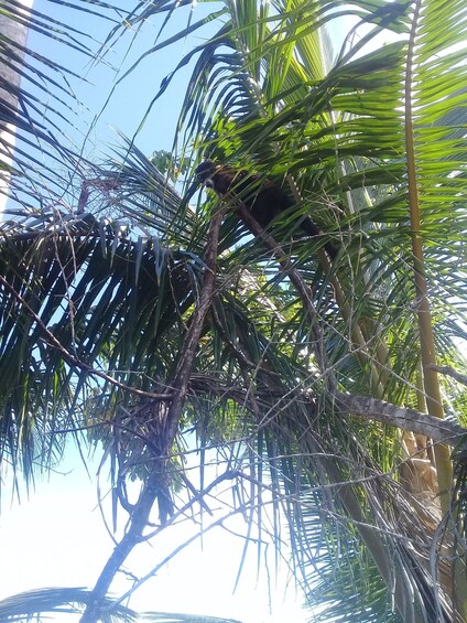 A bird perched on a palm tree branch. 2