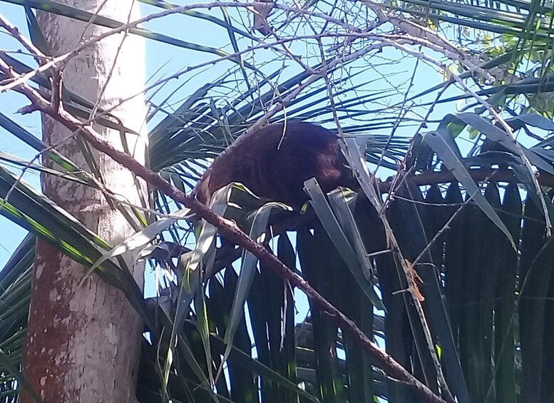 A monkey in a dense palm tree canopy. 3