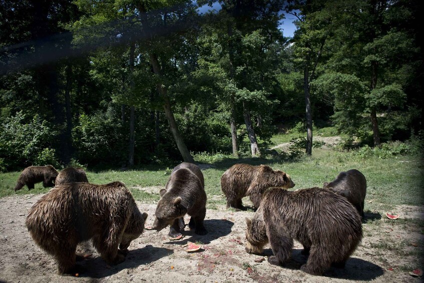 A group of bears in a forested area with trees and a dirt path. 1