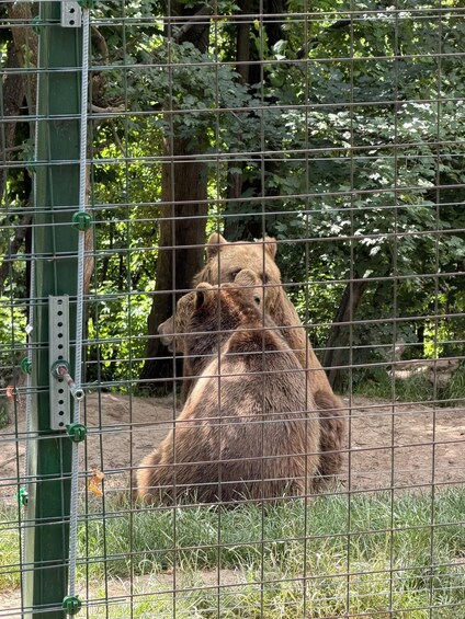 Two bears sitting close together in a fenced enclosure with trees in the background. 2
