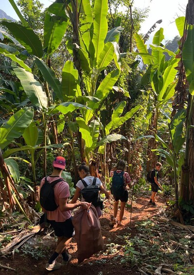 A group of hikers walking through a dense jungle with large banana trees. 5
