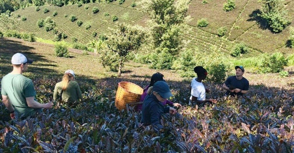 Picture 24 for Activity Rare Purple Tea Experience in Gatura Highlands 2