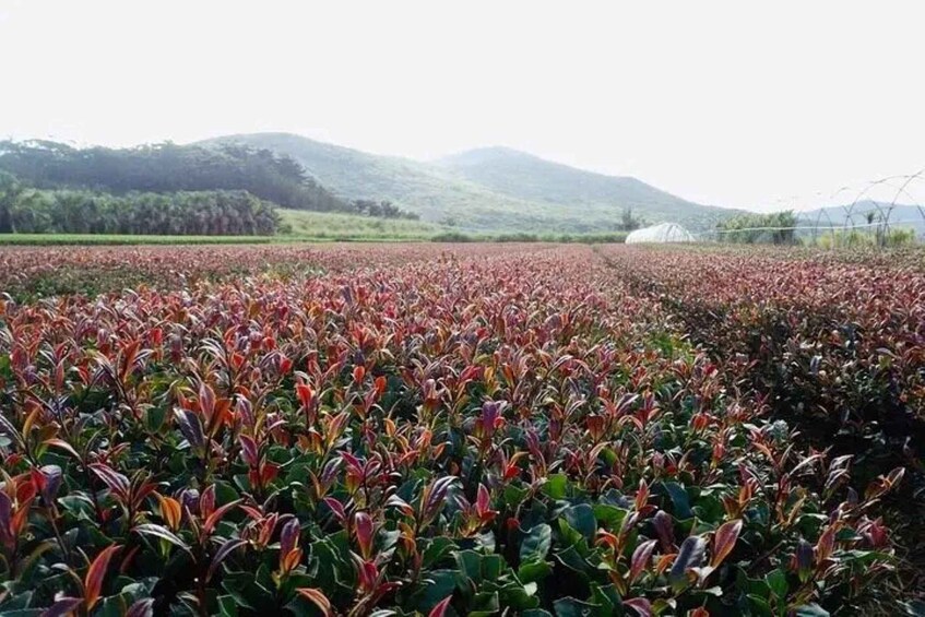 A field of crops with red and green leaves, a greenhouse, and hills in the background. 5