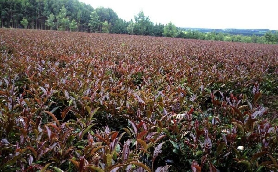 Picture 23 for Activity Rare Purple Tea Experience in Gatura Highlands 3