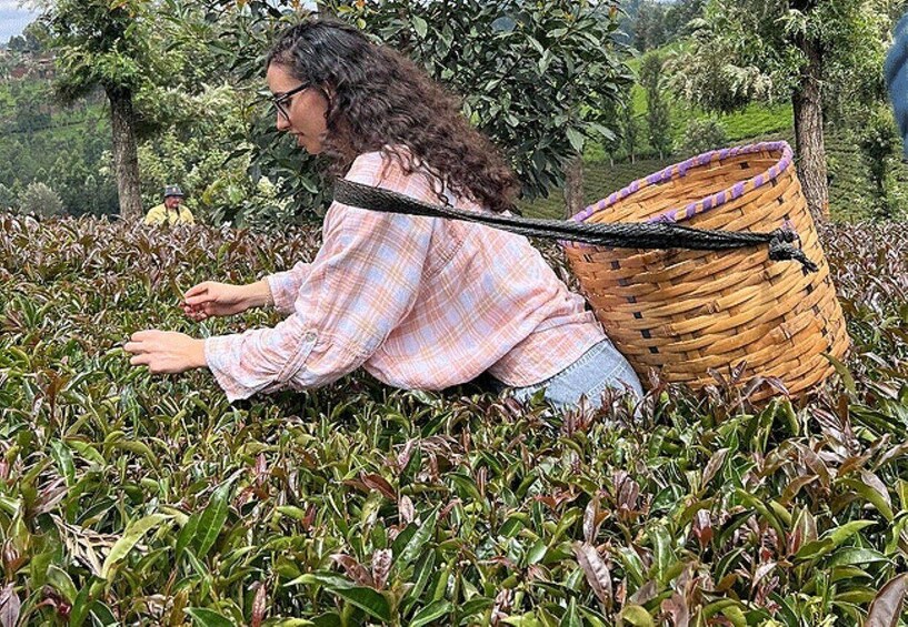 A person harvesting tea leaves in a lush garden. 1