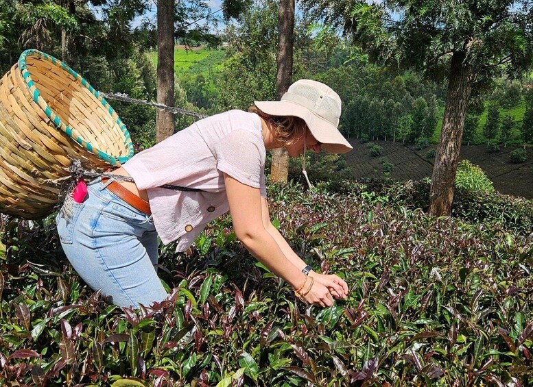 A person harvesting tea leaves in a lush garden. 1
