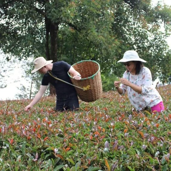 Picture 25 for Activity Rare Purple Tea Experience in Gatura Highlands 5