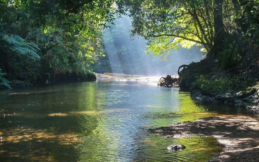 A river surrounded by dense foliage, with sunlight filtering through the trees. 4