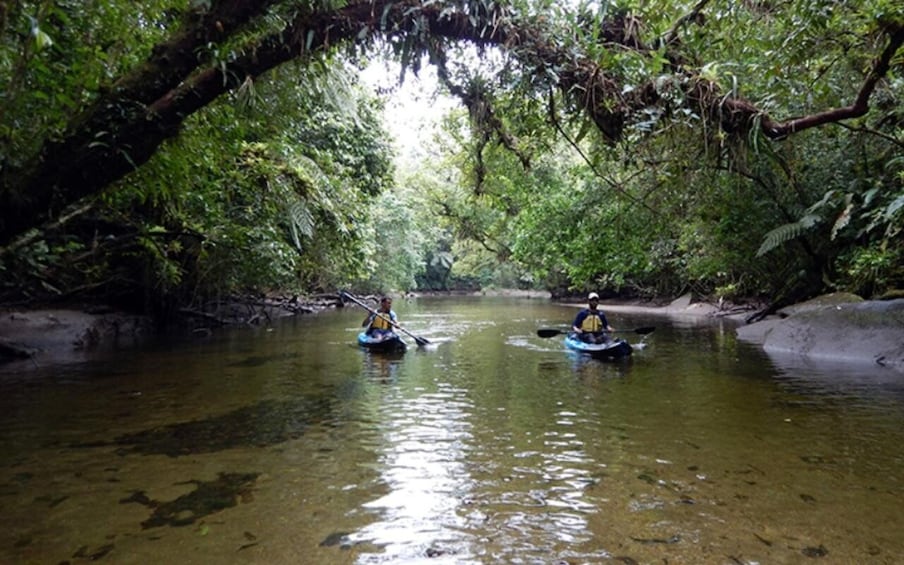 Two kayakers on a river surrounded by dense forest. 2